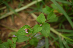 Polygonum nepalense
